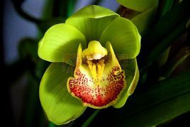 《大花蕙蘭》 《大花蕙蘭》