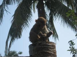 海南猴島 海南猴島