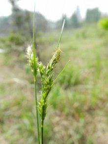 綠邊薹草 綠邊薹草