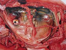 2006-2008年《化蝶》系列部分作品