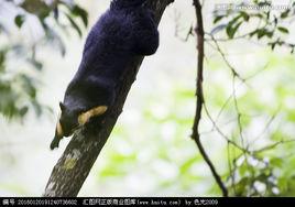 巨松鼠雲南亞種 巨松鼠雲南亞種