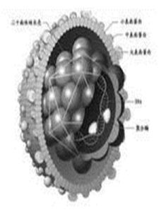 肝炎病毒 肝炎病毒