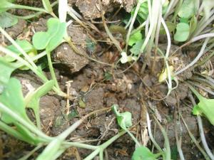 油菜立枯病 油菜立枯病