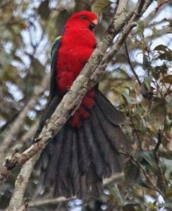 綠翅國王鸚鵡中部亞種 綠翅國王鸚鵡中部亞種