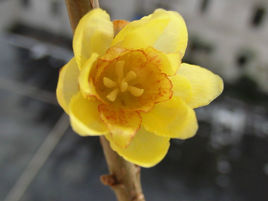 素心蠟梅 素心蠟梅