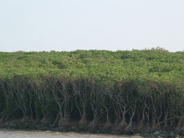 龍海九龍江口紅樹林省級自然保護區 龍海九龍江口紅樹林省級自然保護區