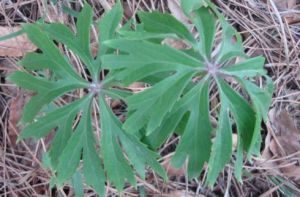 離山兔兒傘 離山兔兒傘