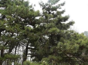 觀音山眠松 觀音山眠松