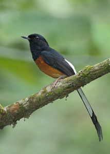 白腰鵲鴝北蘇門達臘亞種