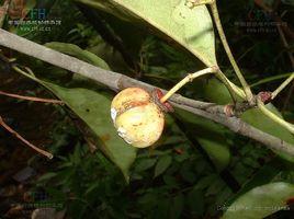 大花衛矛果[大花衛矛果]