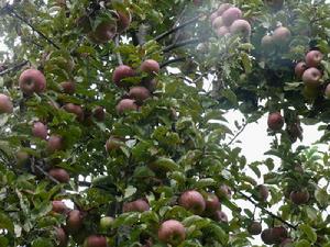 古宗灣自然村自然資源-經果種植