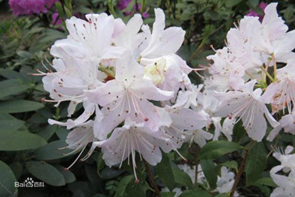 白花張口杜鵑（變型）