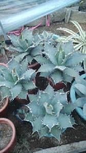 白鯨仁王冠 白鯨仁王冠