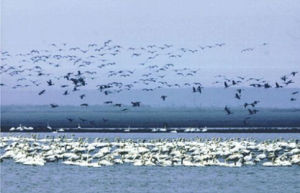 升金湖自然保護區