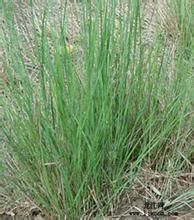 玖花鹼茅 玖花鹼茅