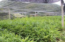 2015年黎明鄉小刺竹育苗成功