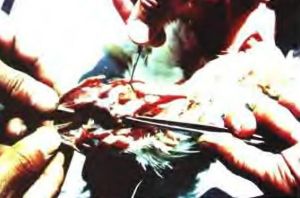 雞傳染性喉氣管炎