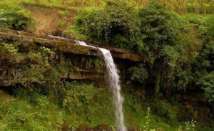 飛鴿林場 飛鴿林場