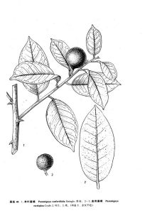 直刺藤橘 直刺藤橘