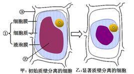質壁分離[生物學辭彙]