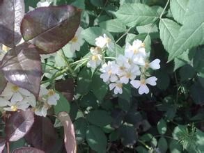 小葉薔薇(原變種)