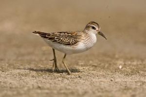 長趾濱鷸 長趾濱鷸