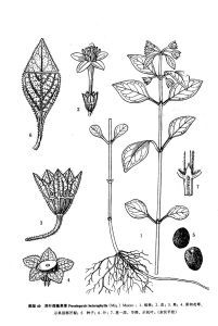 異葉假蓋果草 異葉假蓋果草