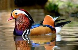 鴛鴦溪大峽谷 鴛鴦溪大峽谷