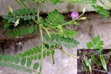 闊蓋粉背蕨原變種 闊蓋粉背蕨原變種