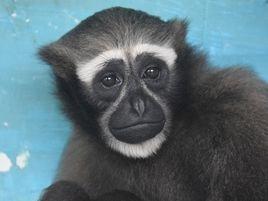 東部白眉長臂猿 東部白眉長臂猿