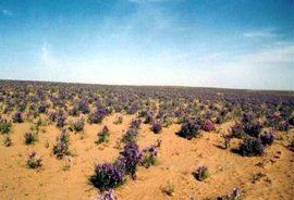 馬蘭花大草原 馬蘭花大草原