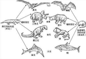 趨同適應 趨同適應