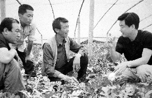 重泉村西瓜栽植