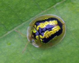 薄荷龜甲 薄荷龜甲