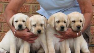 拉布拉多尋回犬