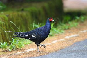 黑長尾雉 黑長尾雉