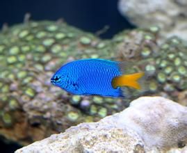 黃尾藍魔鬼 黃尾藍魔鬼