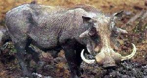 大聖露西亞沼澤公園