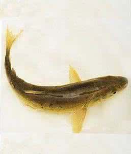 花斑裸鯉骨 花斑裸鯉骨