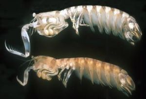 斑琴蝦蛄 斑琴蝦蛄