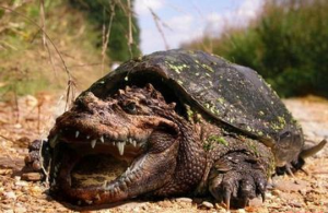 成年鱷龜