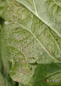 白菜葉斑病 白菜葉斑病