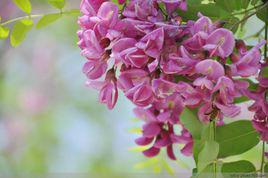 刺槐[豆科刺槐屬喬木]