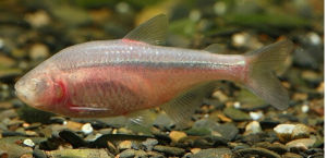 盲眼洞穴魚 盲眼洞穴魚
