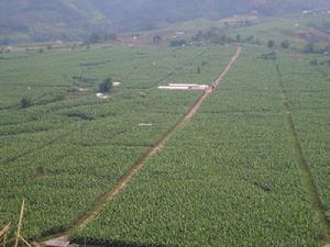 （圖）大唐香蕉基地 