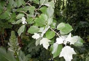 光皮銀白楊 光皮銀白楊