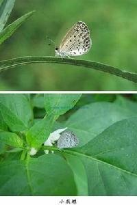 小灰蝶 小灰蝶