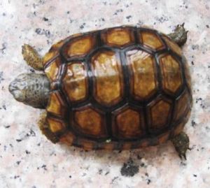 伯格海角陸龜 伯格海角陸龜