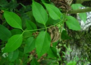 厚葉溲疏(原變種) 厚葉溲疏(原變種)