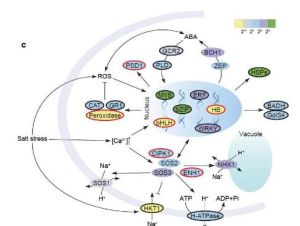 耐鹽機理 耐鹽機理